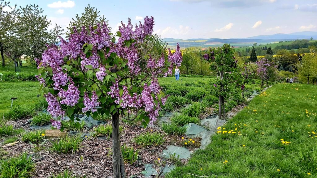 Lilaki w Arboretum w Wojsławicach